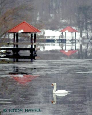 Lake Elkhorn Swan Winter Gazebo 855bZ