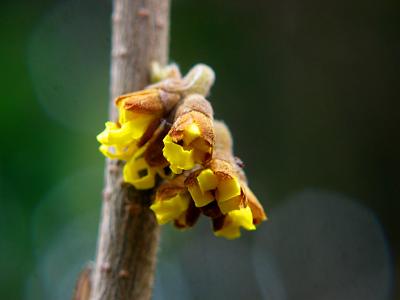 witchhazel