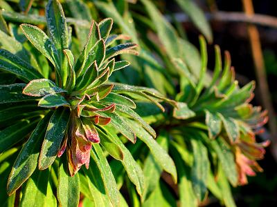 euphorbia