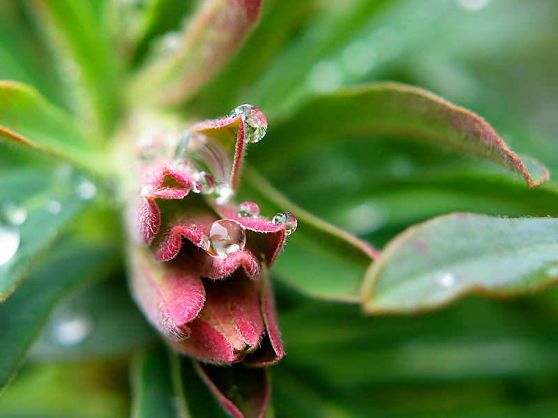 euphorbia2