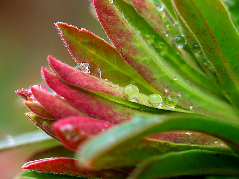 euphorbia3
