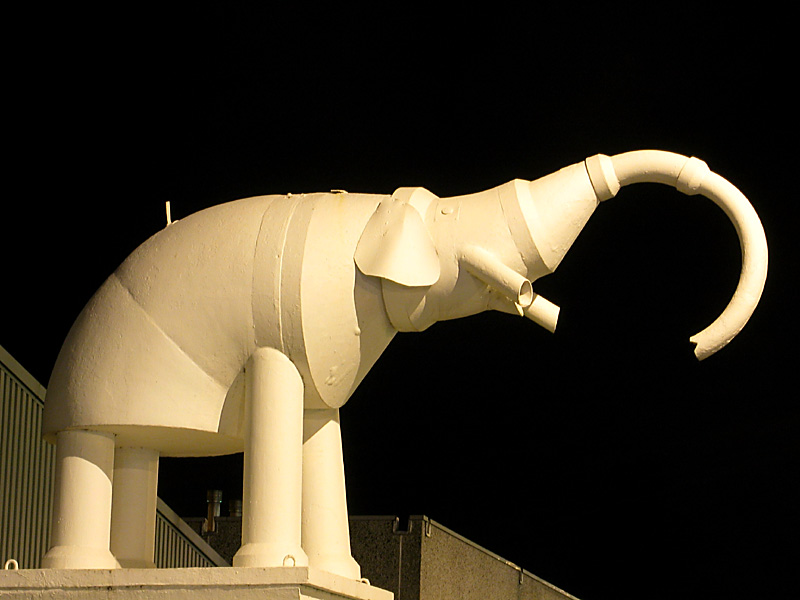 7th january 2004 - Elephant