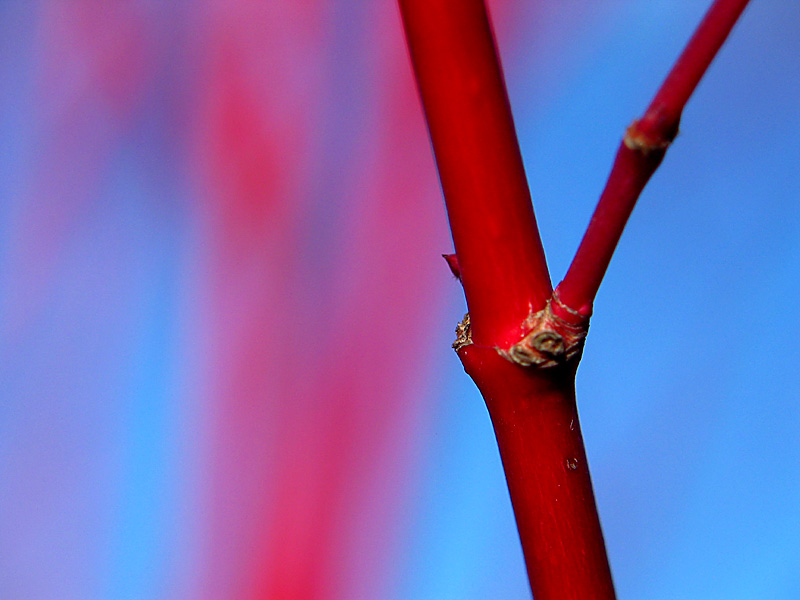 coral bark maple 2