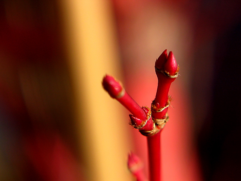 coral bark maple 3