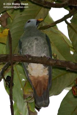 Black-chinned Fruit-dove 
(adult, a near Philippine endemic) 

Scientific name - Ptilinopus leclancheri leclancheri 

Habitat - Uncommon in forest patches up to 1500 m.
