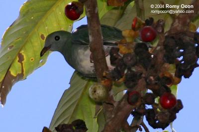 Black-chinned Fruit-dove 
(immature, a near Philippine endemic) 

Scientific name - Ptilinopus leclancheri leclancheri 

Habitat - Uncommon in forest patches up to 1500 m. 

