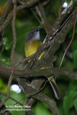 Yellow-bellied Whistler
(a Philippine endemic)

Scientific name - Pachycephala philippinensis philippinensis

Habitat - Common in all forest levels.