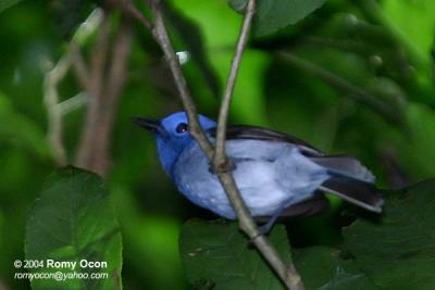 Black-naped Monarch (Male) 

Scientific name - Hypothymis azurea 

Habitat - Common resident all over the Philippines, in disturbed forest. 

