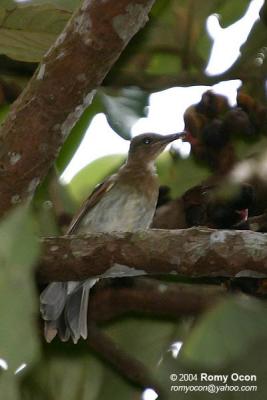 Philippine Bulbul 
(a Philippine endemic)

Scientific name - Hypsipetes philippinus 

Habitat - common in forest edge, advanced second growth, forest, from lowlands to over 2000 m. 

