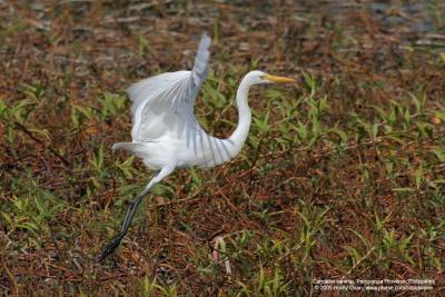 Great Egret

Scientific name - Egretta alba

Habitat - variety of wetlands. 

[400 5.6L + Tamron 1.4x TC]
