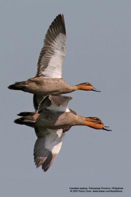 Philippine Duck 
(a Philippine endemic) 

Scientific name - Anas luzonica 

Habitat - Freshwater marshes, shallow lakes and ricefields. 

[400 5.6L + Tamron 1.4x TC]
