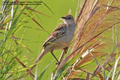 Striated Grassbird 

Scientific name - Megalurus palustris 

Habitat - Grasslands, ricefields and open country. 

[400 5.6L + Tamron 1.4x TC]
