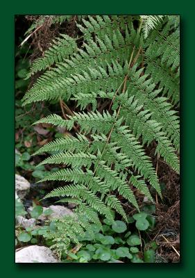 18 Razor-Sharp-Fern.jpg