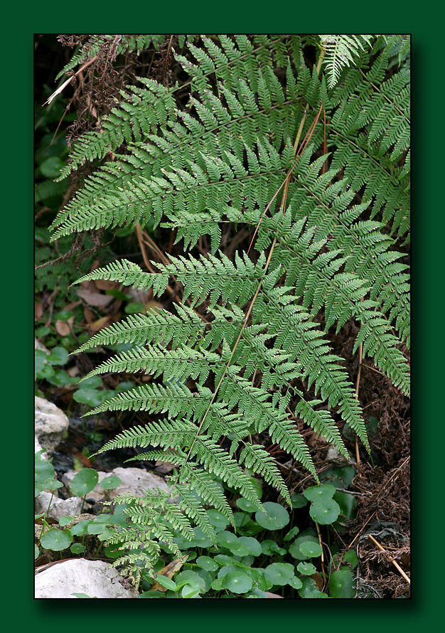 18 Razor-Sharp-Fern.jpg