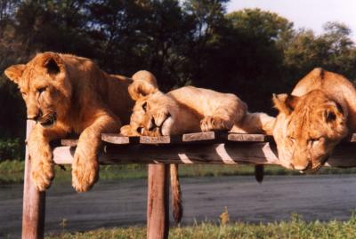 3 lion cubs