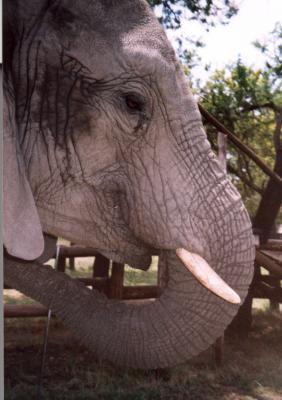 Beautiful elephant