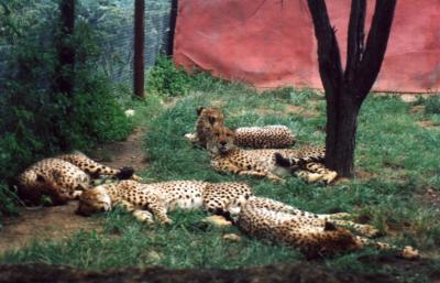 cheetahs at animal orphanage
