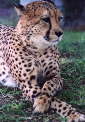 cheetah by Serena.jpg