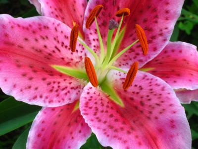 Lily
