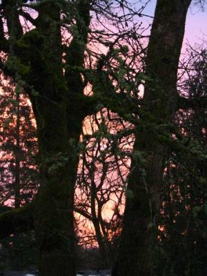 pink-sunrise2.jpg