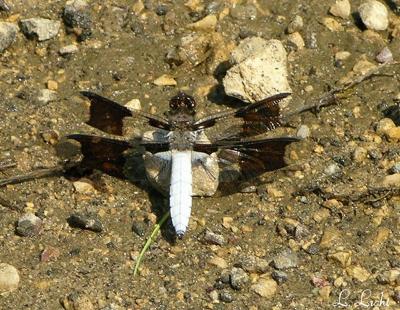 Dragonfly 066.jpg