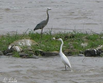 Great Blue  Heron and Great White Egret 097.jpg