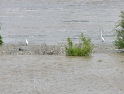 Egrets on the Arkansas .jpg