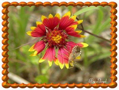Indian Blanket  191.jpg