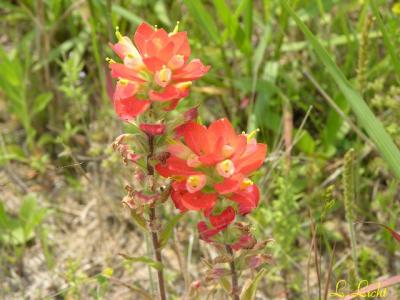Indian Paintbrush 194.jpg