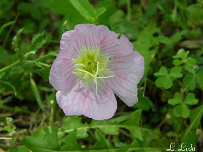 Evening Primrose 321.jpg