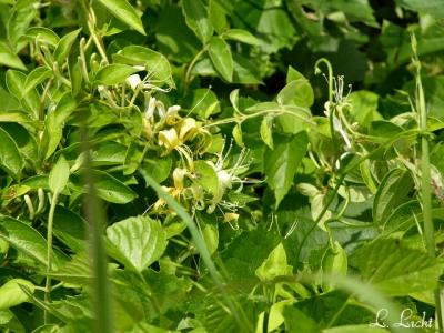 Yellow Honeysuckle 317.jpg