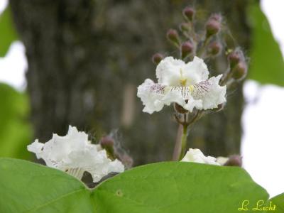 Catalpa Blossoms 023.jpg