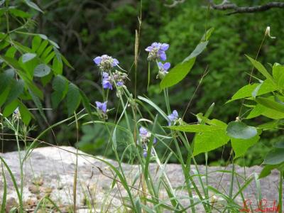 Above the precipice 169.jpg