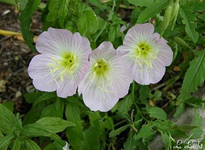 Evening Primrose 370.jpg