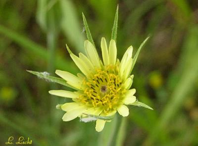 Goat's Beard 041.jpg