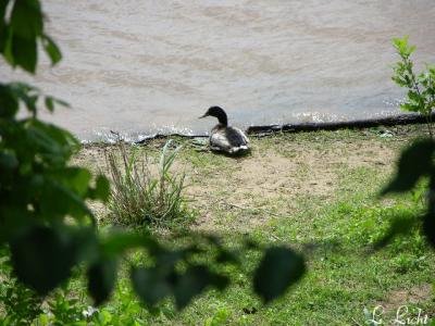 Mallard in seclusion  397.jpg