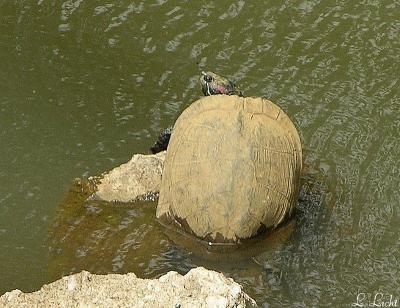 Painted Turtle 280a.jpg