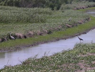 Three in the marsh 043a.jpg