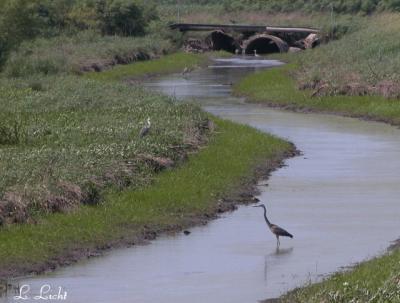More Herons  044a.jpg