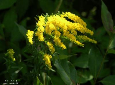 Canada Goldenrod 021.jpg