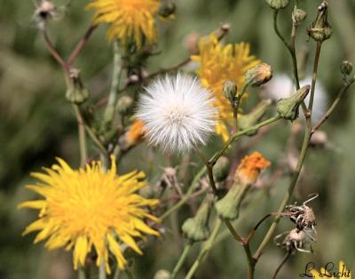 Canada Hawkweed  053.jpg