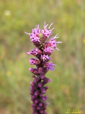 Prairie Blazing Star 142.jpg