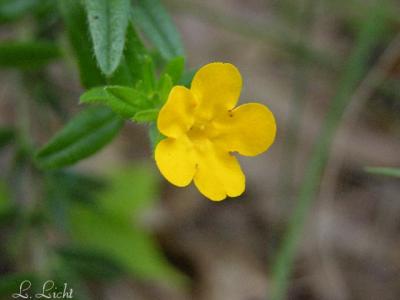 Hairy Puccoon 137.jpg