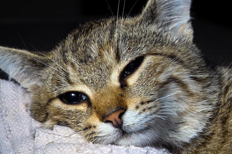 Post-op Cat