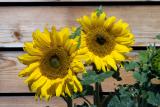 Sunflower Youngsters