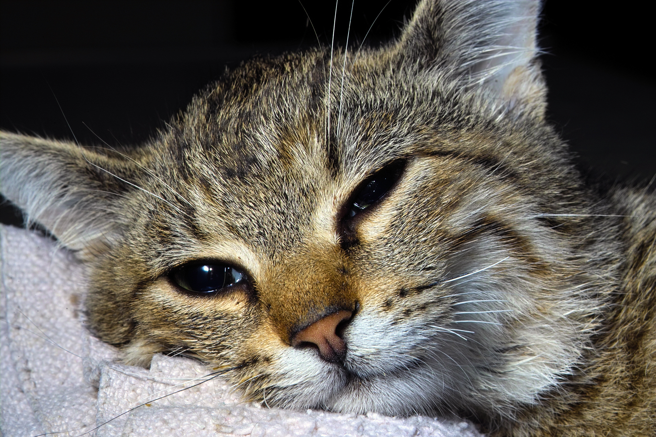 Post-op Cat