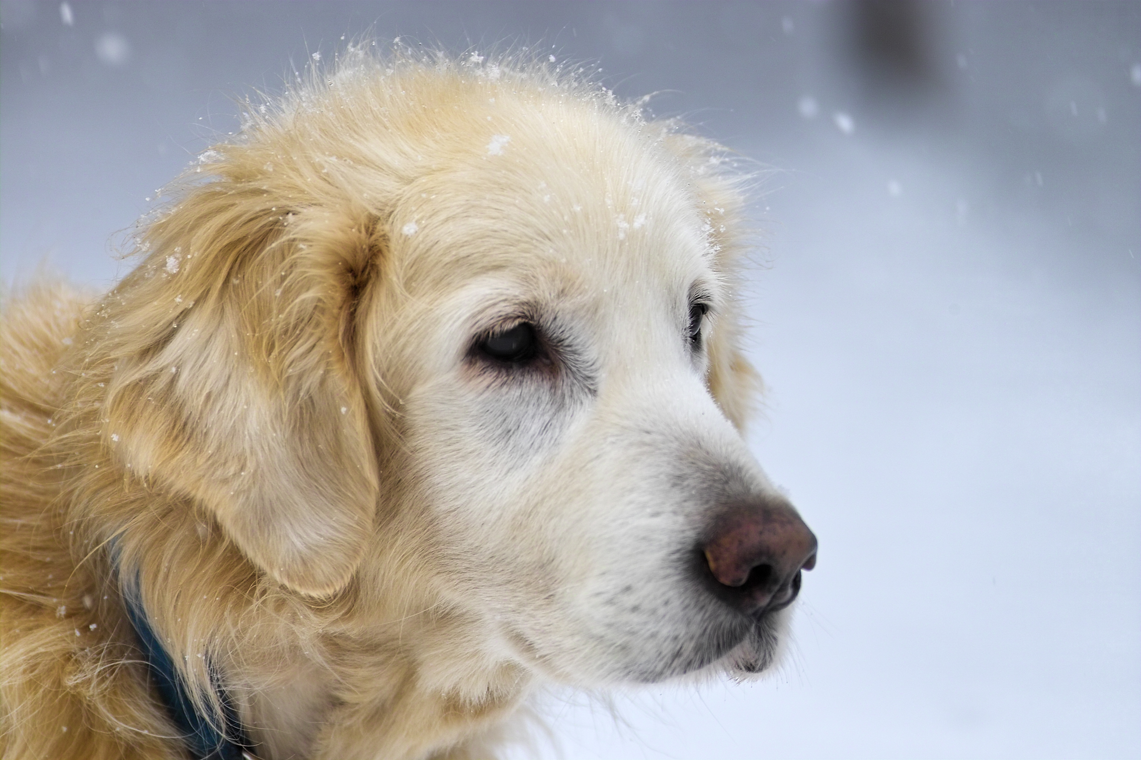 Dusty Aging in the Snow