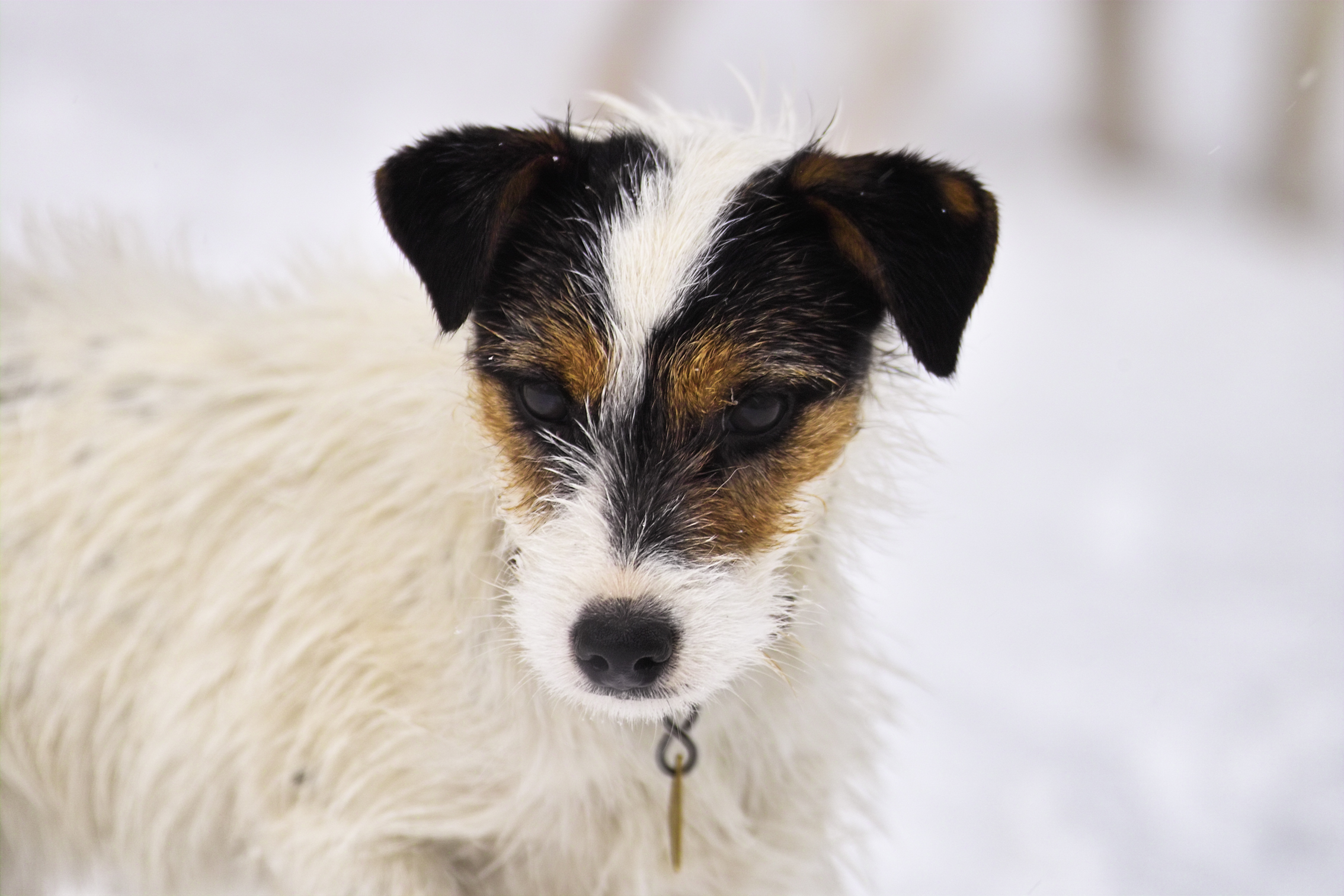 Sticky Snow