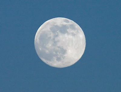Wolf Full Moon in Daylight