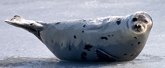 CRW_9196_crop.jpg